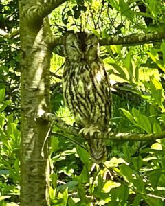 Owl