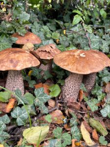 Mushroom