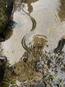 Eels