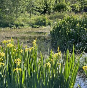 Pond