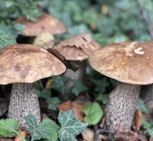 Mushrooms
