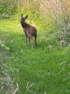 Deer