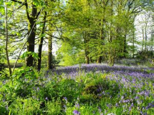 Lavender Fields