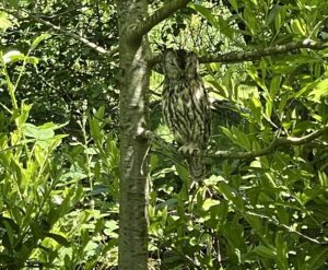Owl