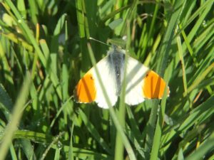 Orange tipped butterfly