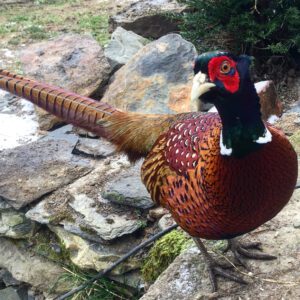 Pheasant