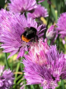 Bee