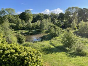 Rewilded field