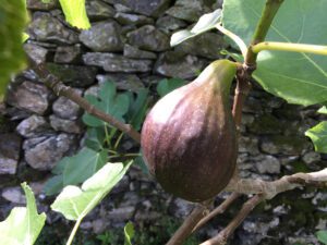 Fig Brown Turkey