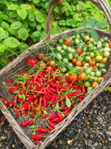Chillies and Tomatoes