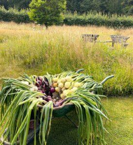 Onions in a barrow