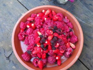 Alpine strawberries, raspberries and mulberries