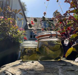 Pickled Gherkins
