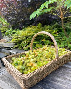 Hazelnuts