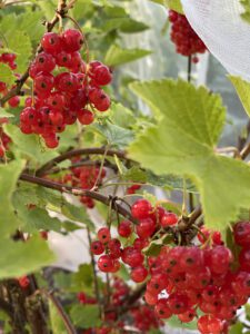 Red currents