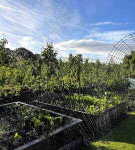 Irrigating raised beds