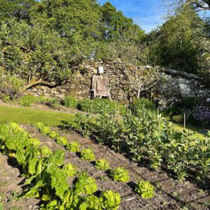 Scarecrow in vegetable garden
