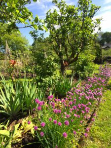 Chives to path edge
