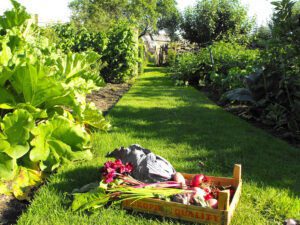 Produce on grass path