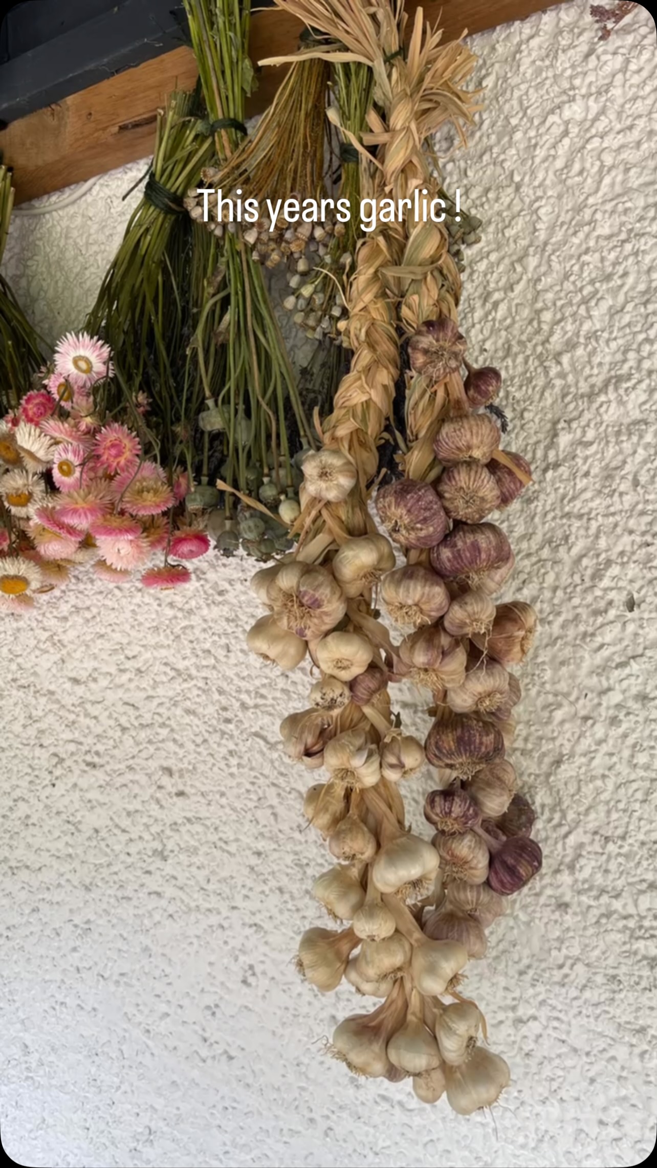 Love what we can grow here easily in the polytunnel! When you come to stay…